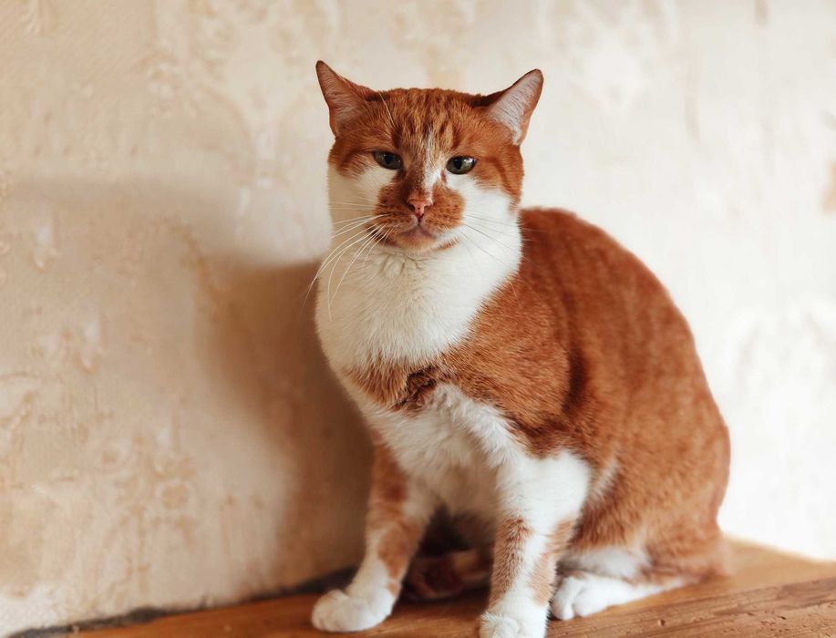 Кіт, котик Цезар (1,5 рочки) – терміново шукає дім!