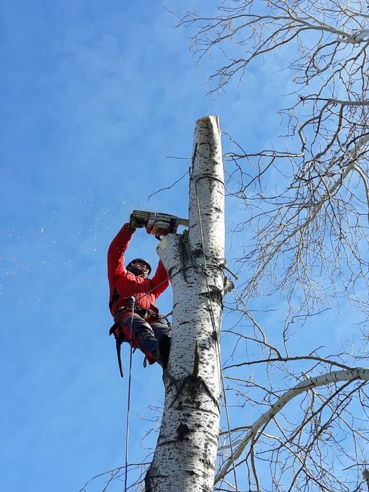 Спил аварійних дерев