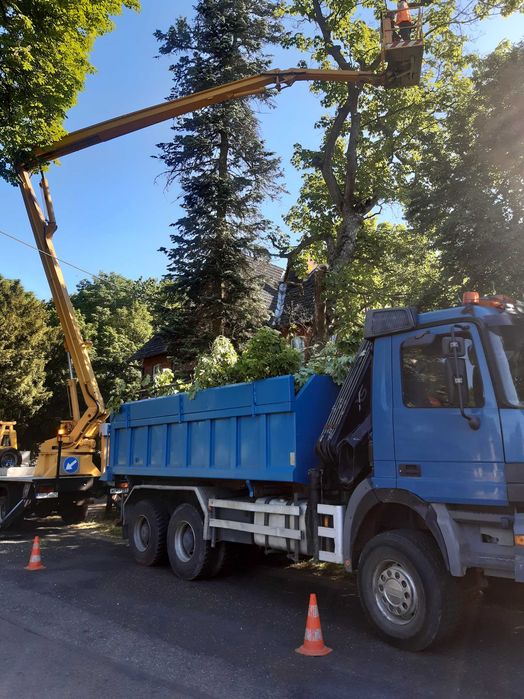 Wycinka drzew. Podnośnik koszowy. Firma Max - Lift