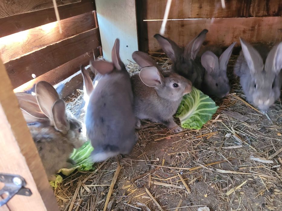 Młode króliki belgi samice