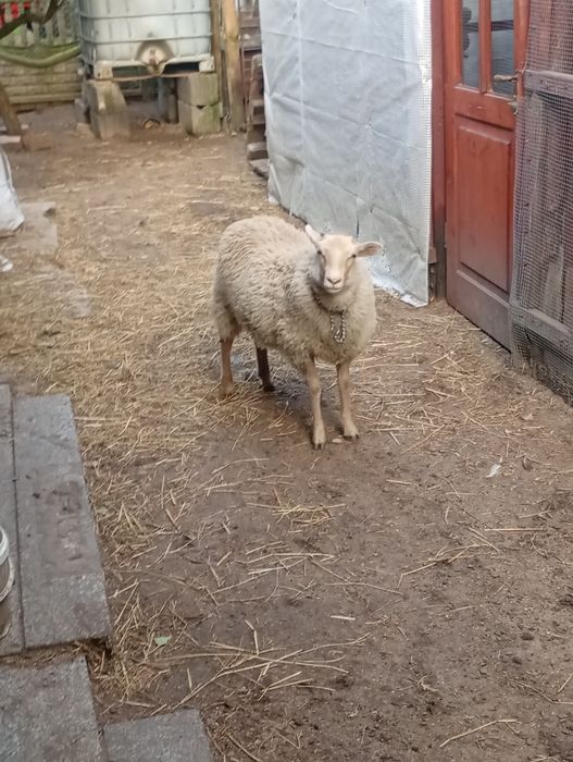 Sprzedam owcę młodą