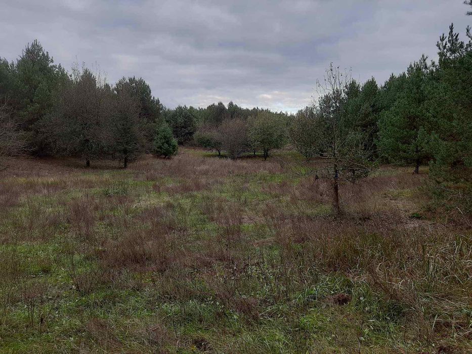 1Продається ділянка з Лісом