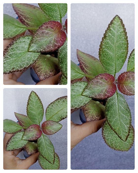 Эписции, Волосы Вероникиl,Tiger Stripe, Safari