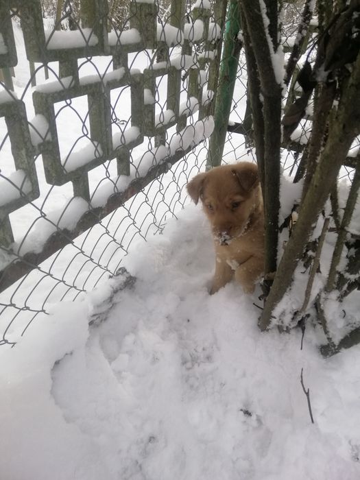Дівчатка, метиси лабрадора.