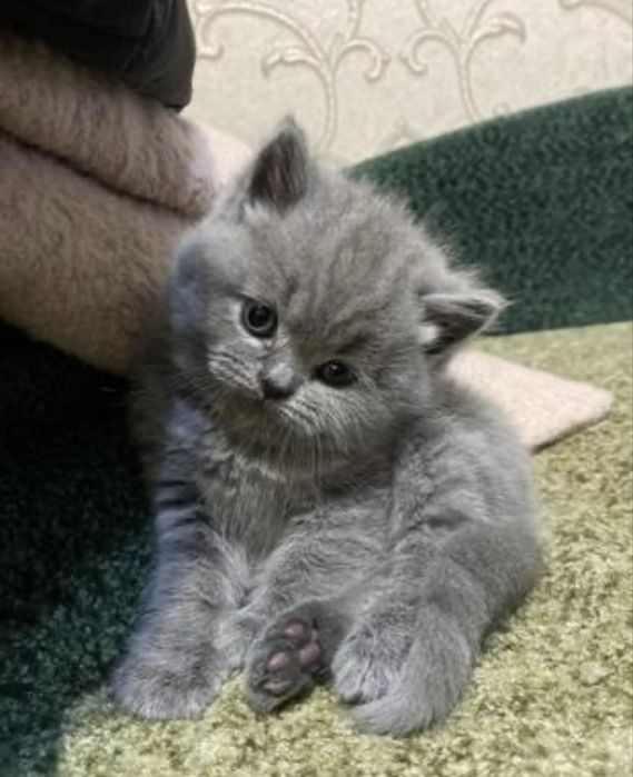 Продам шикарного котенка