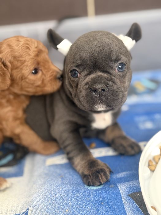 Маленька товстушка