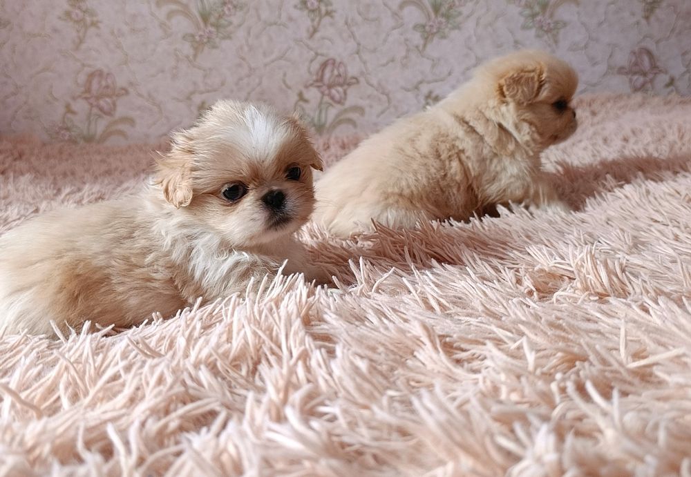 Цуценята породи пекінес