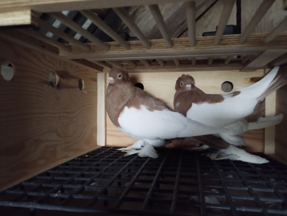 Sprzedam gołębie ozdobne 4 pary