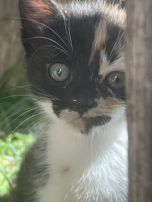 Котенята в добрі руки