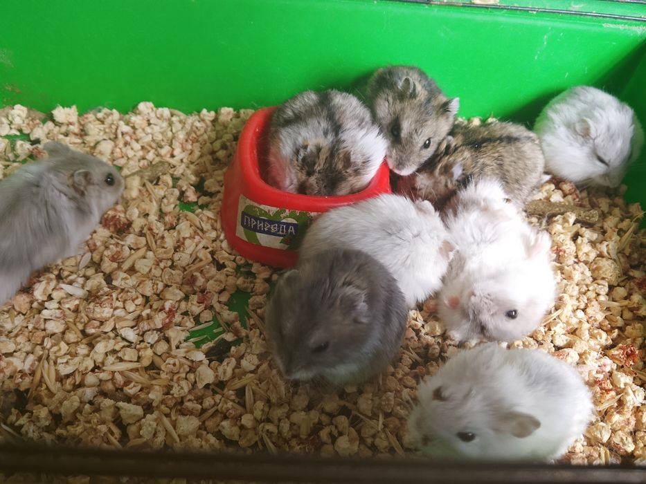 Джунгарские хомячки