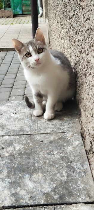 Безкоштовно киця