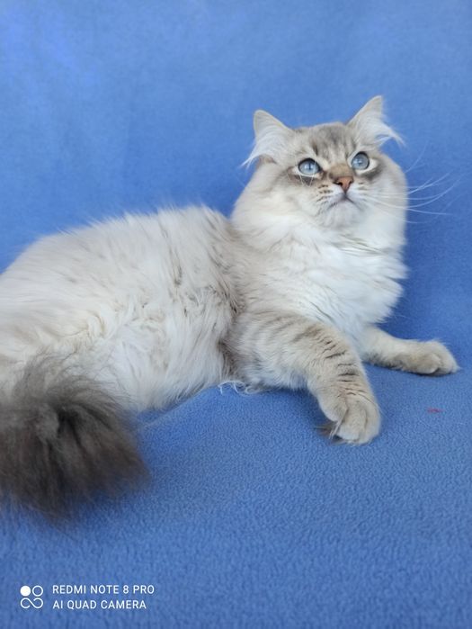 Невские маскарадные кошки продажа