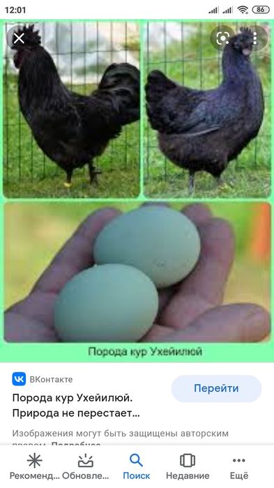 Продам инкубационное лечебное яйцо породы синь-синь,лакеданзи,ухейилюй