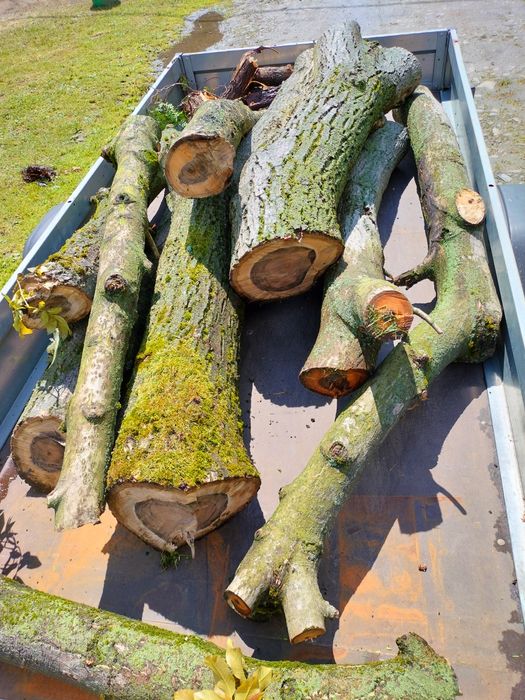 Orzech, ładne kawałki orzecha