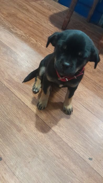 Відам цуценя, Дівчинка.. 2-місяці,привита.