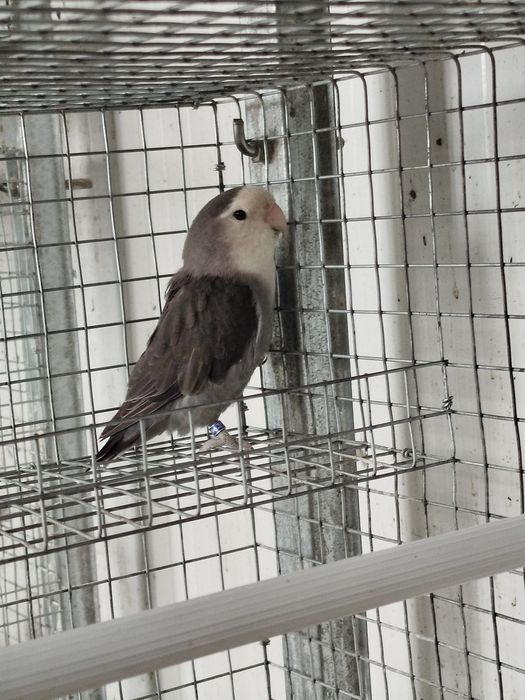 Vendo agapornis roseicollis longfheters