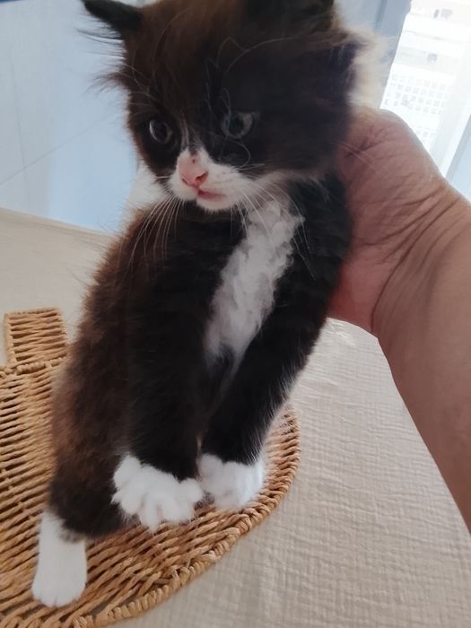 Gato persa  himalaia