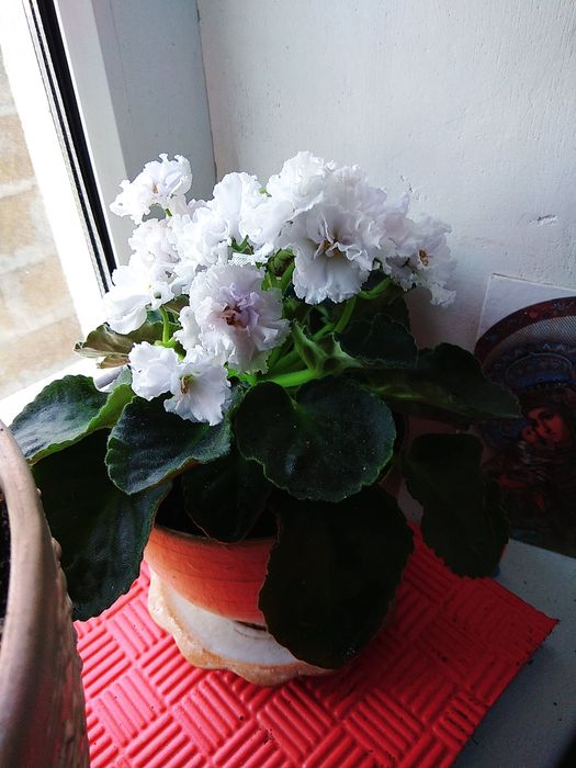 Сенполия фиалка комнатная