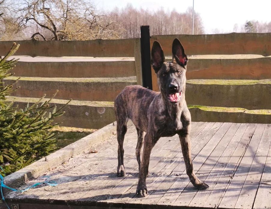 Owczarek holenderski piesek