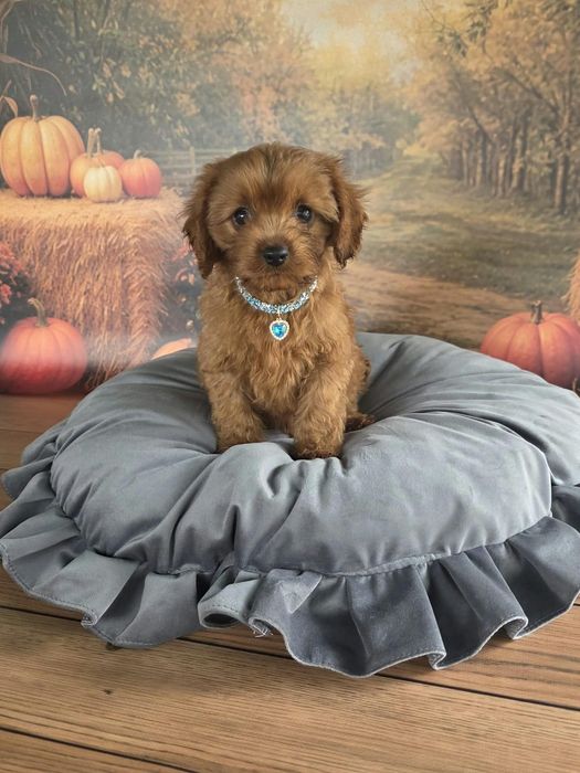 Cavapoo F1 cudowny i radosny szczeniak szuka kochajacego domu