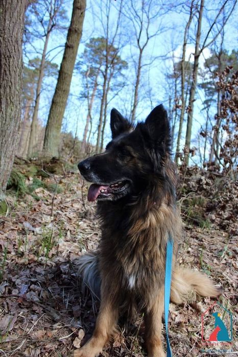 Gilda 135/26 - SZUKA DOMU!