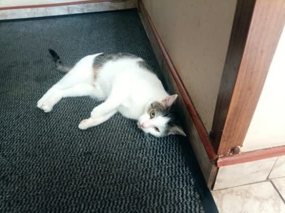 Liczymy na cud, że ktoś ją przygarnięcie do siebie..