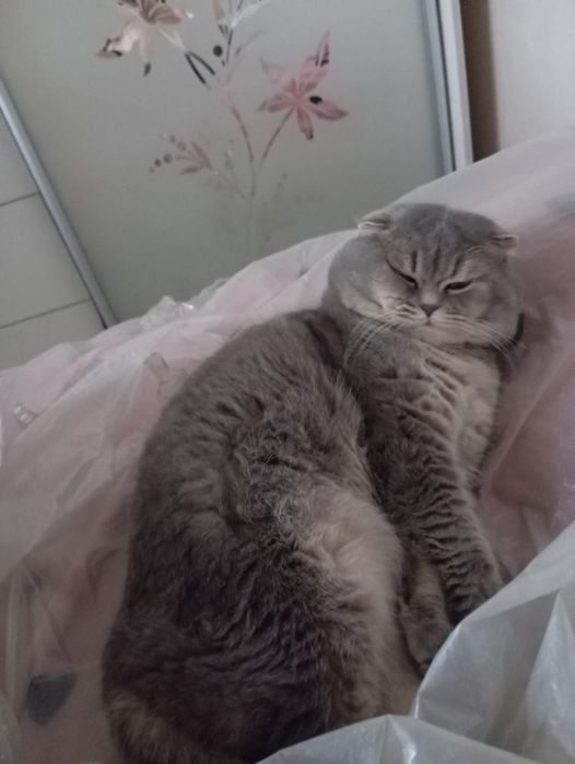 Кот на вязку шотландец.