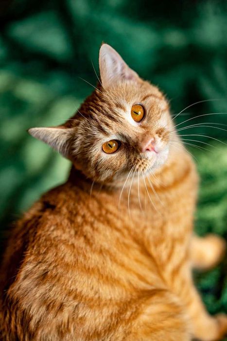 Кошечка Злата в поисках дома