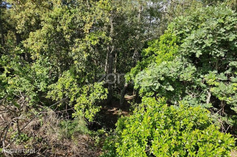 Terreno, Favaios
