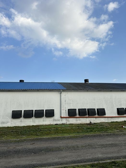 Mycie kurników i pomieszczeń gospodarczych,dachy