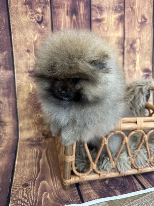 Pomeranian szpic miniaturowy malutki miś