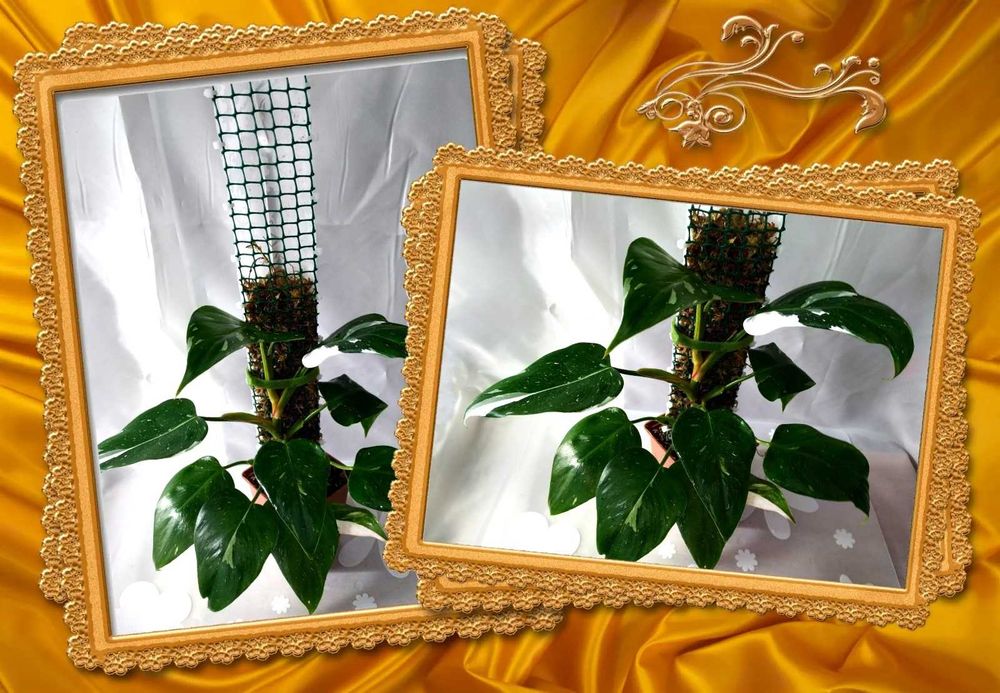 ‼️ Philodendron White Princess‼️  професійний субстрат/крафтова мох опора