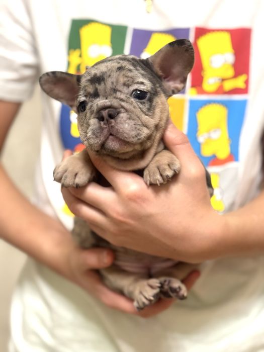 Потішні бульдожки в люблячі родини! Офіційний розплідник! Доставка