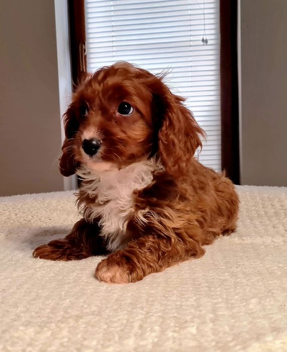 Dziewczynka  ** MALTIPOO ** HYBRYDA Pudel Toy & Maltańczyk **