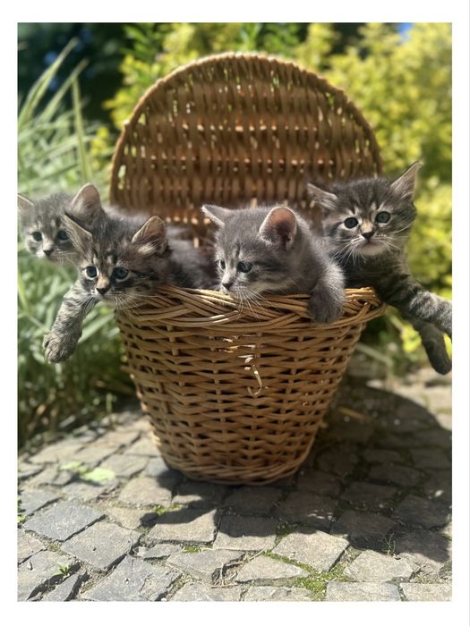 Маленькі Кошенятка