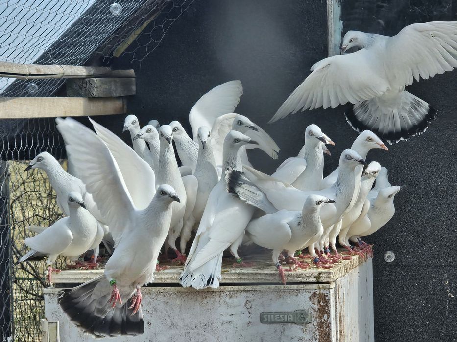 Gołębie srebrniaki i perłowe