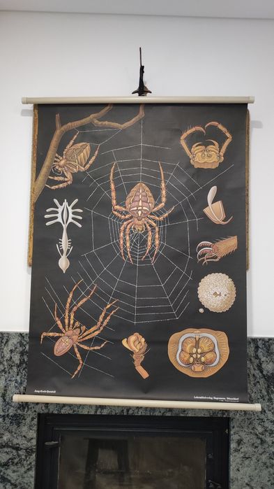 Cartaz escolar antigo - Zoologia Aranhas
