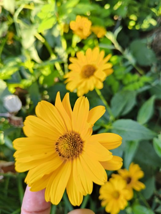 Гелиопсис многолетний. Жёлтые садовые цветы.