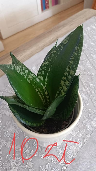 Sansewiera - kwiat doniczkowy