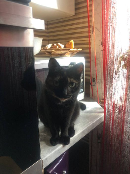 Віддамо кішку в добрі руки