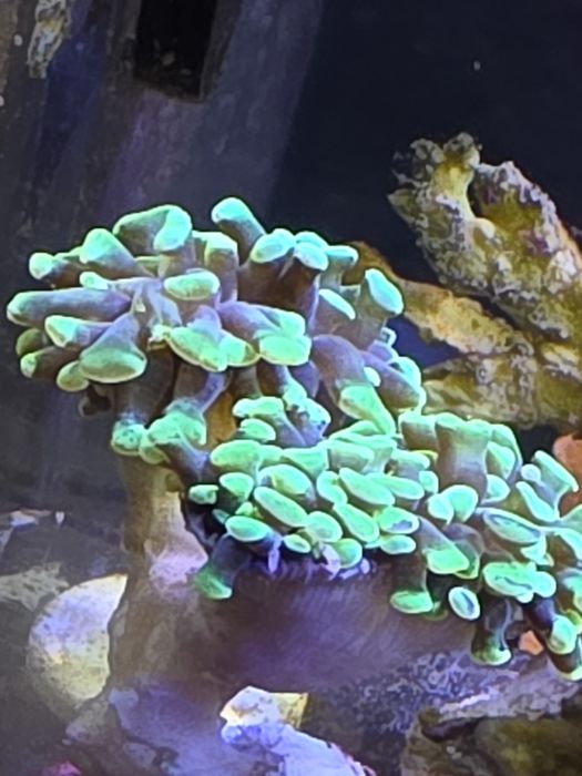 4 corais incluindo euphyllia parancora