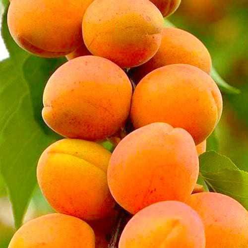 Саджанці колоновидних дерев.Черешня, Груша, Яблоня, Персик, Слива..