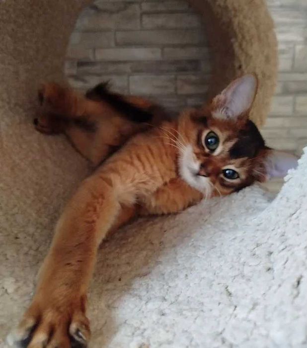 Сомалийский котенок аналог абиссинской