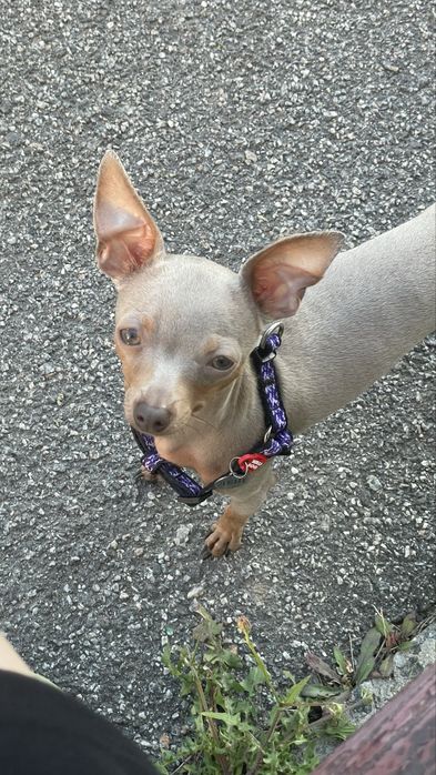 Хлопчик той-терʼєр. Вʼязка