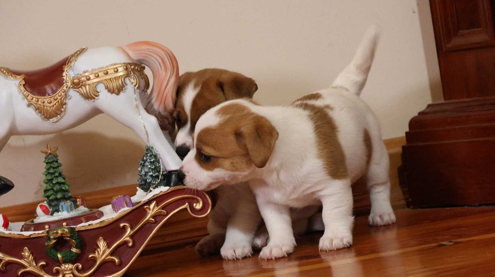 Piękna suczka JRT z hodowli"BREFIO"/badania genetyczne