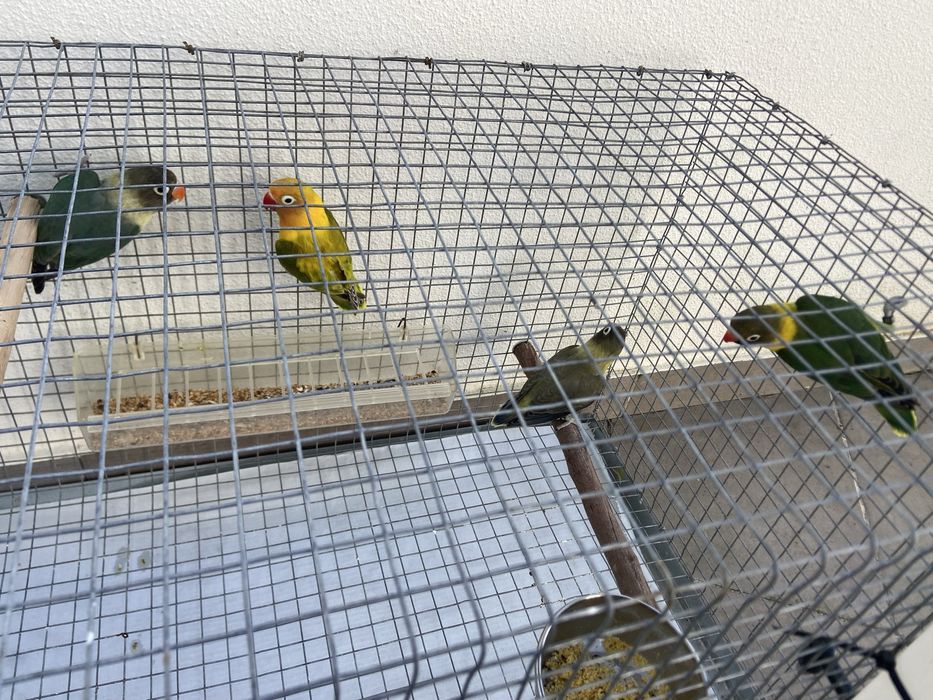 Agarponis personatus