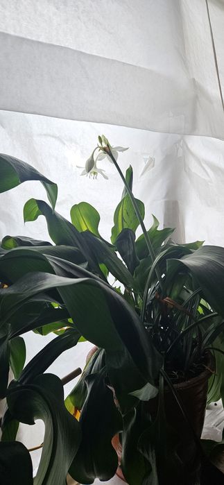 Вазони, квітне білим цвітом