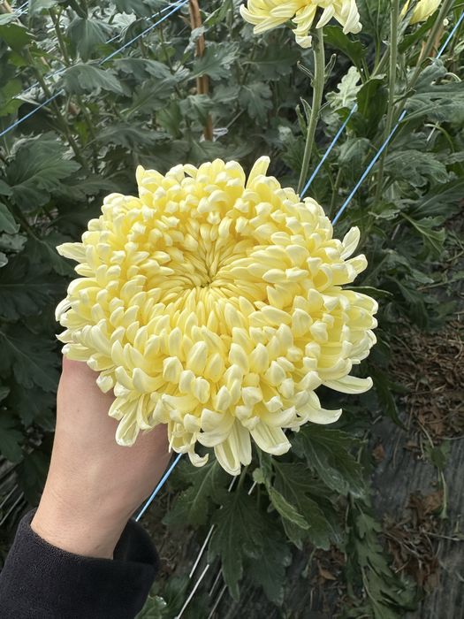 Хризантема одноголова