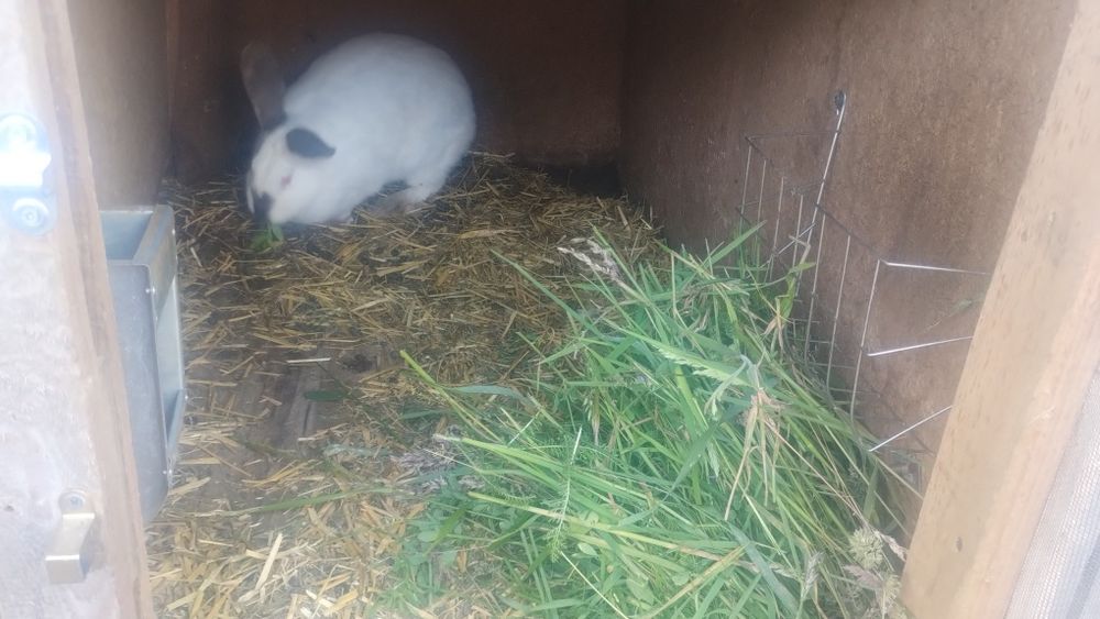 Sprzedam samice kotne