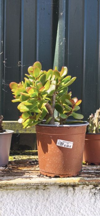 Suculenta (Planta Jade)   "Crassula ovata"